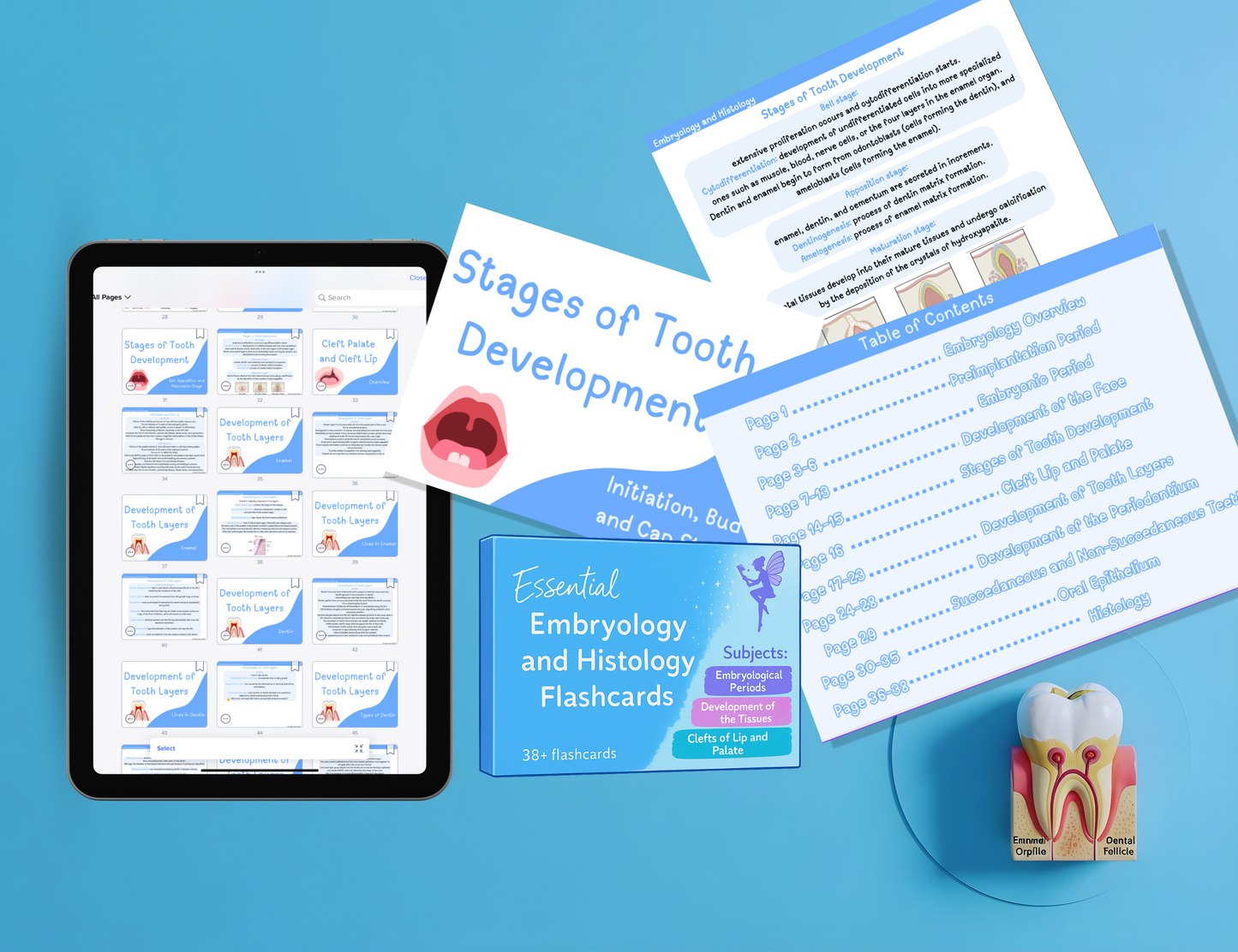 Dental Hygiene Flashcards (Digital PDF Bundle)