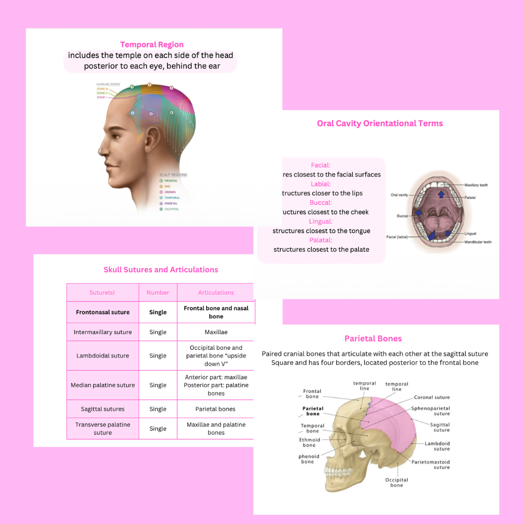 Head & Neck Anatomy Quick Review Cards | 212 High-Yield Study Cards | Dental Hygiene Student Digital Download