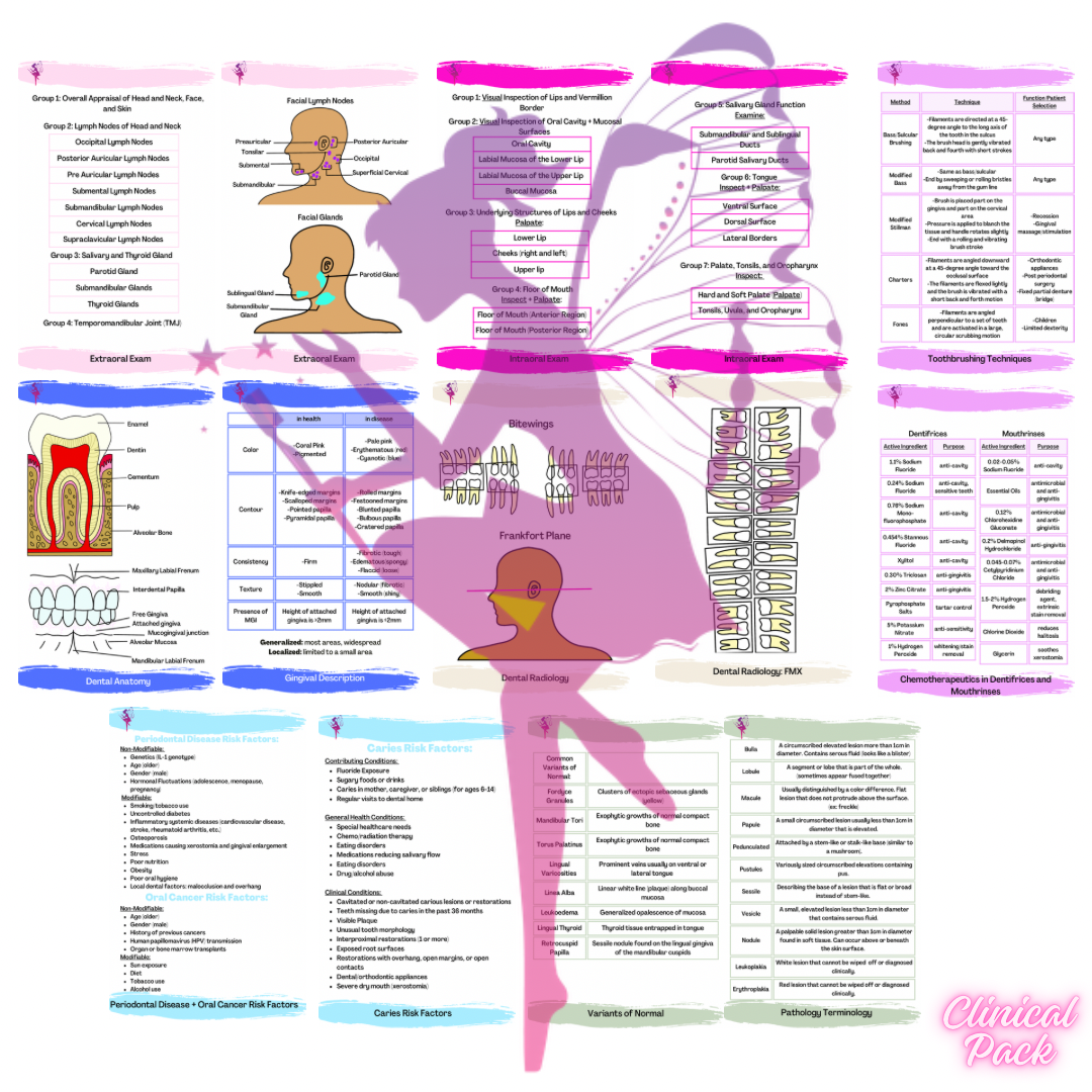 Dental Hygiene Tooth Eruption Chart Study Guide Digital